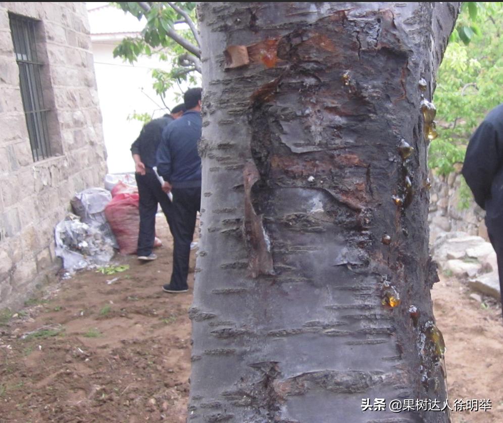 樱桃坐果用氯吡脲好还是赤霉酸好,大樱桃坐果率低的原因及解决对策