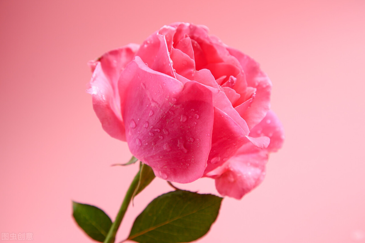 玫瑰花成为爱情的象征是怎么来的,玫瑰是从什么时候开始象征爱情的