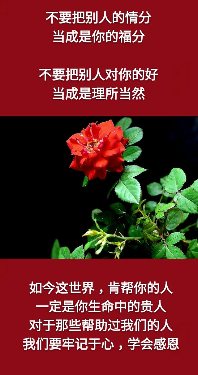 知恩不报非君子之所为,知恩不报枉为人恩将仇报