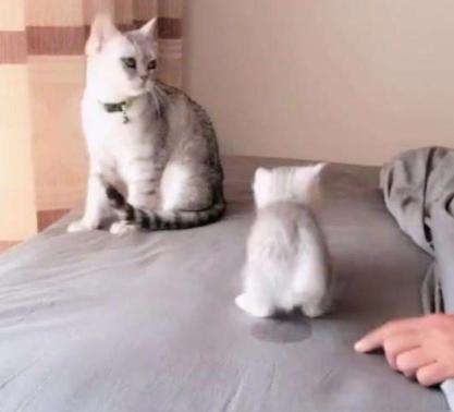 猫咪在床上拉尿怎么教训,猫咪想尿尿时会有哪几种反应