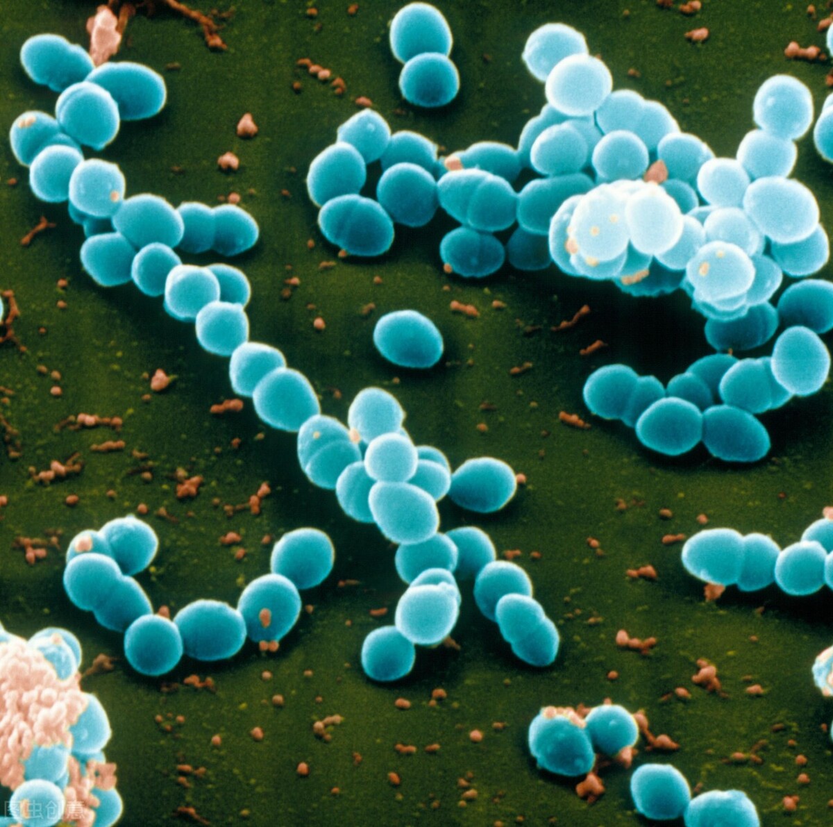 什么是粪肠球菌？粪肠球菌作为饲料添加剂对动物的功效有哪些？