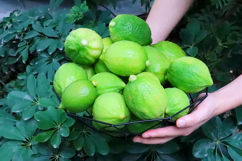 泰绿柠檬茶9.9,泰绿柠檬茶一定要暴打吗