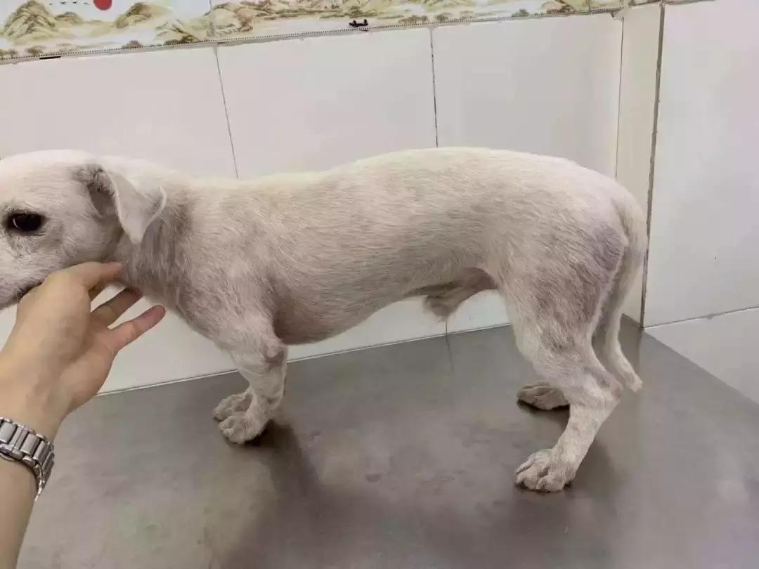 福懋动物医院:猫咪皮肤病不难治,看了这篇你就懂了