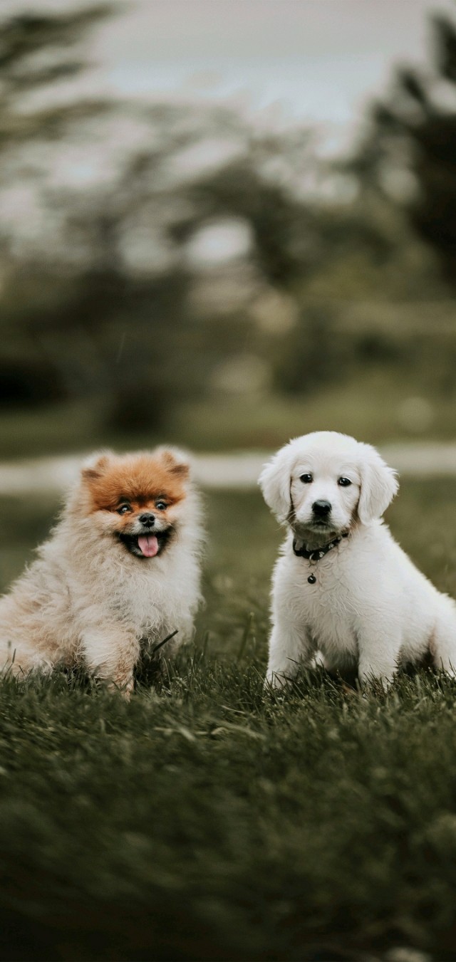 壁纸超清风景动物老虎,壁纸萌宠老虎