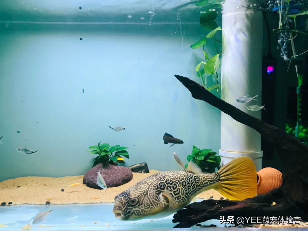 容易混养的热带鱼,容易互动的鱼