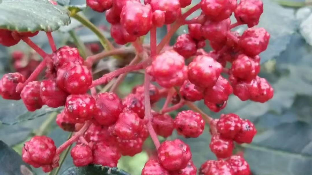 自己种的花椒几月采摘,如何采花椒树视频