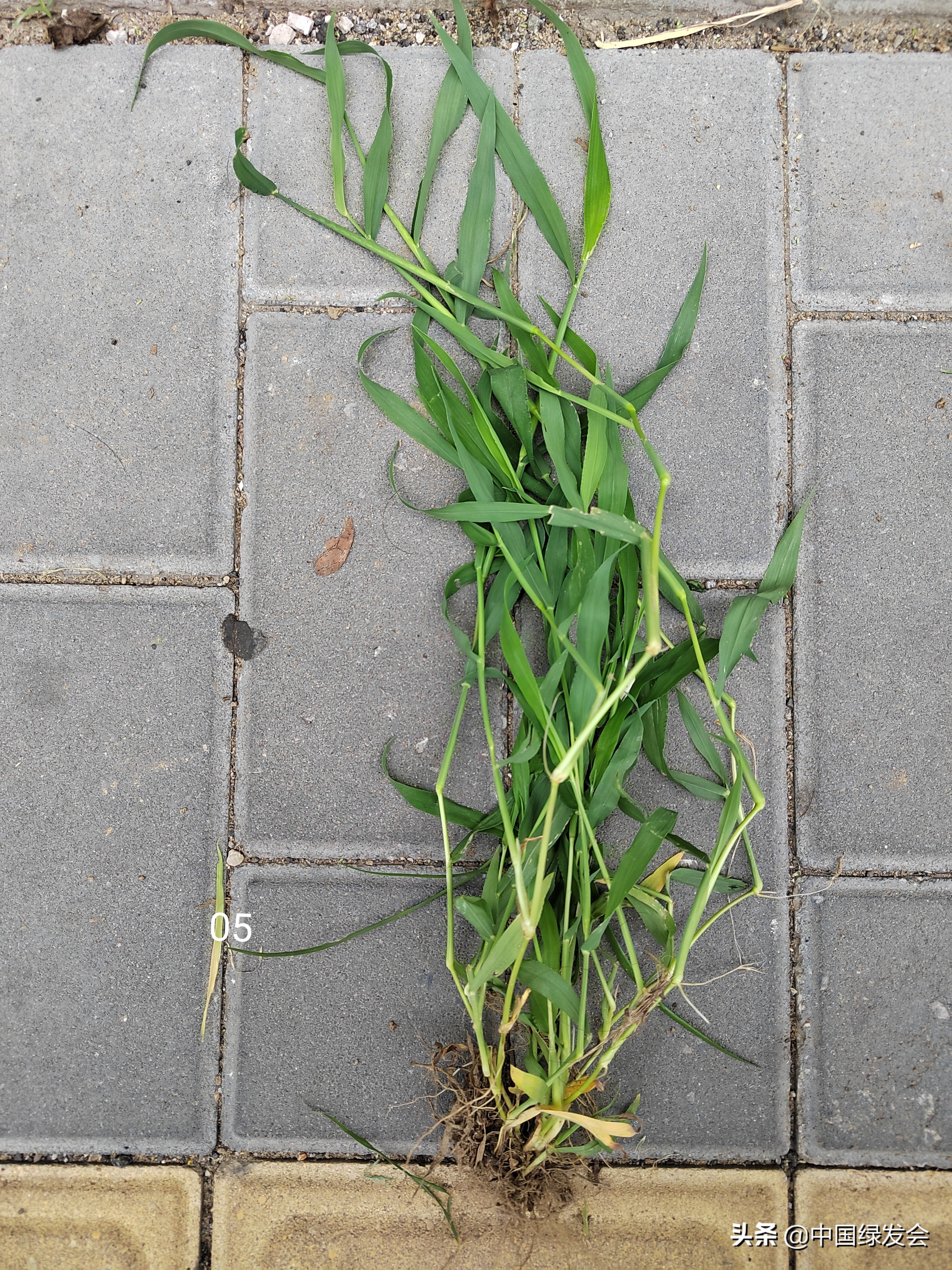 去野草留“精华”，整齐划一的草坪如何体现北京生物多样性？