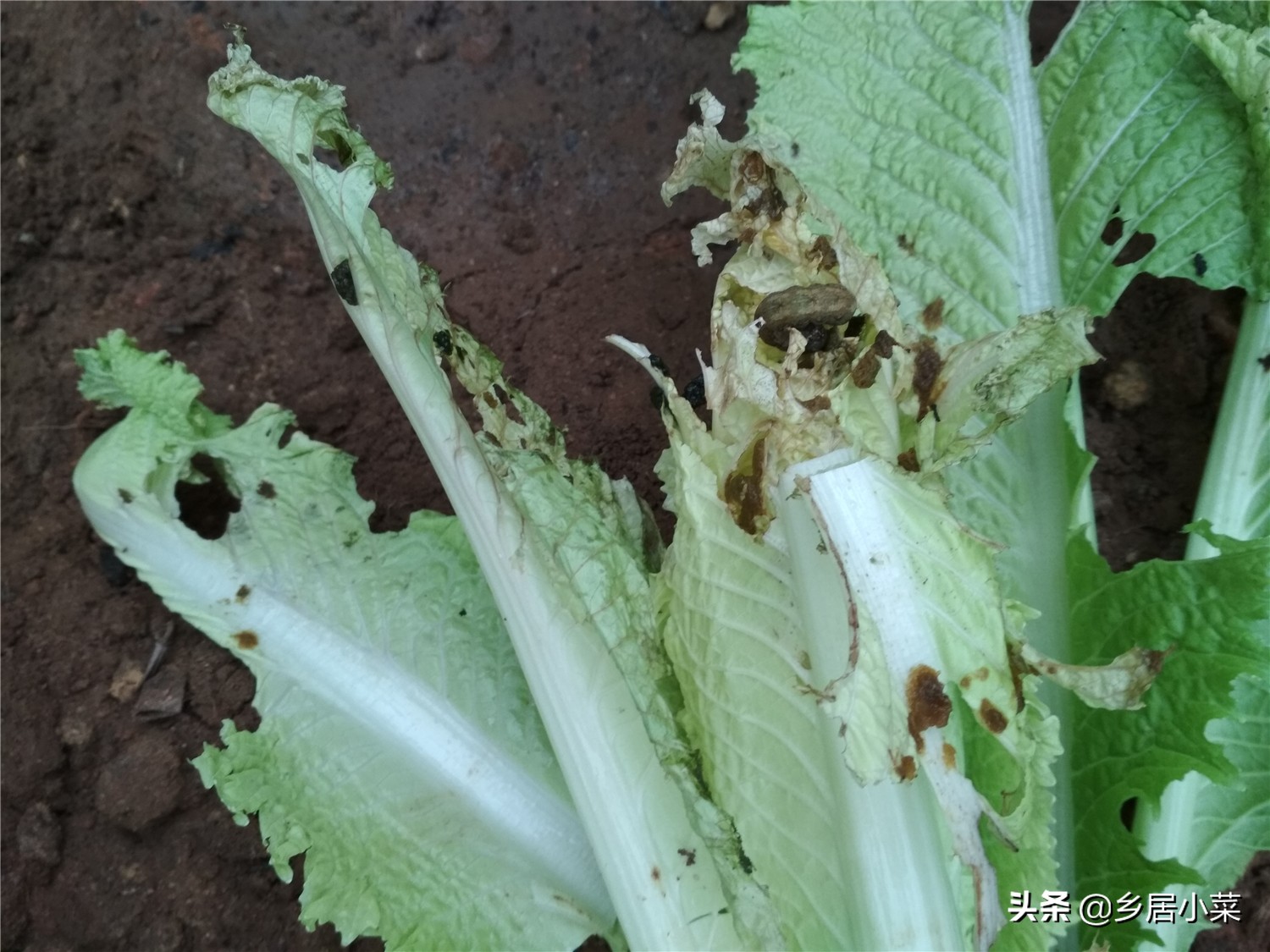 白菜灭虫方式方法是什么,白菜地里有黑虫子怎么办