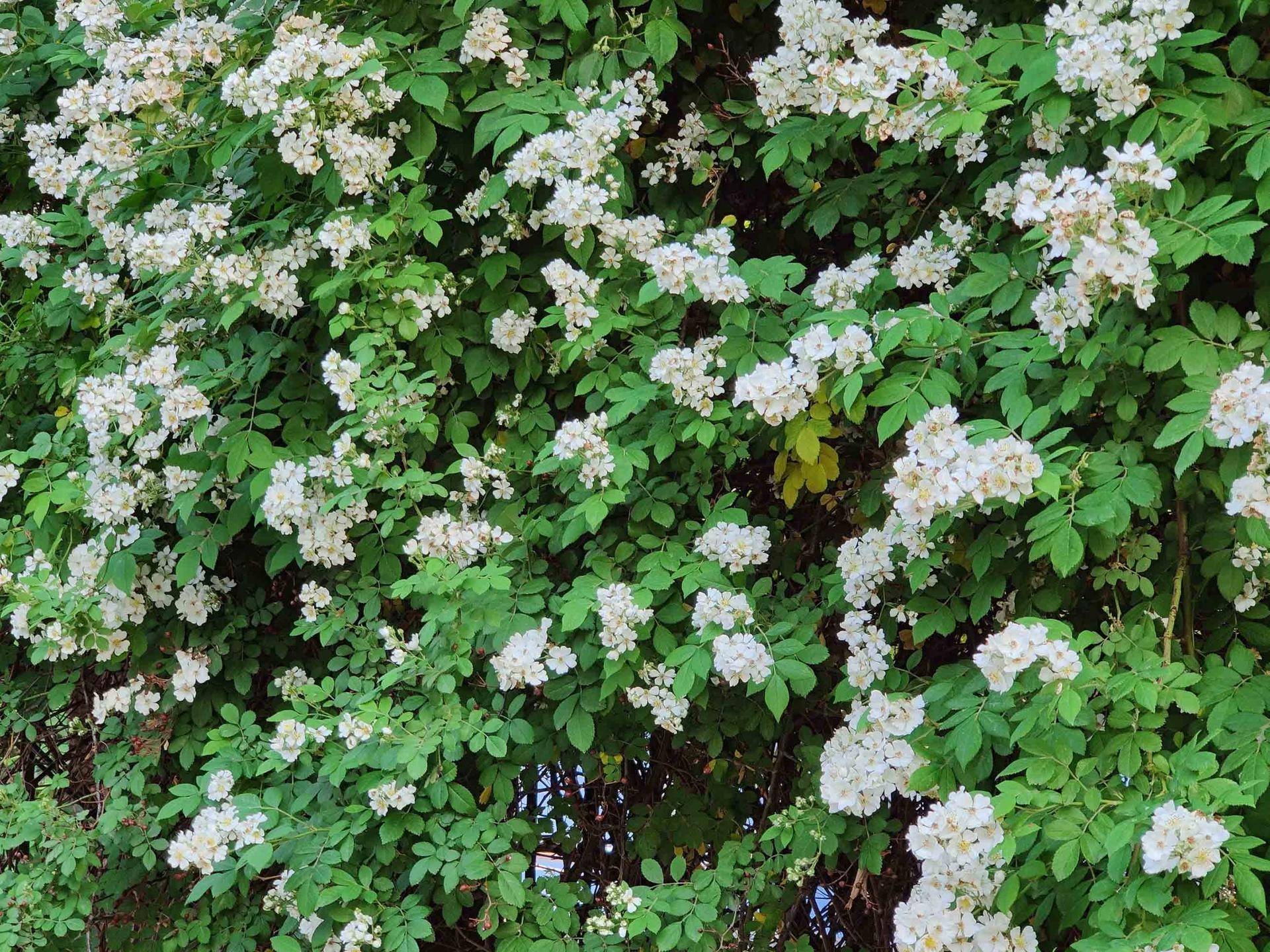 oneplus8pro2024还值得买吗,oneplus8pro测评