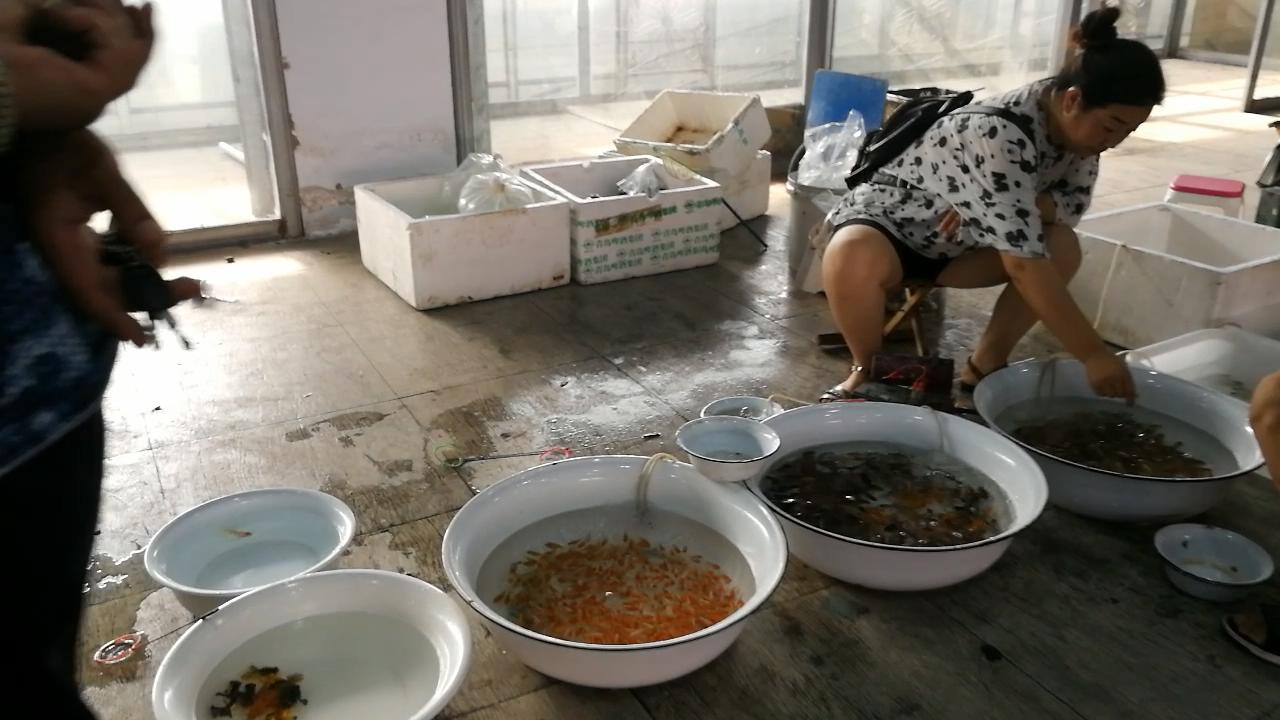 逛观赏鱼市,市场里的观赏鱼热带鱼