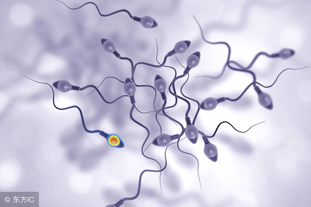 进入女生体内没有“受精”的精子去哪了?看完都笑了!