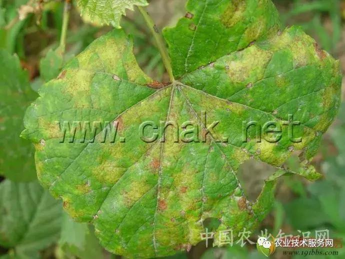 葡萄花前主要病害,葡萄病害图片大全大图