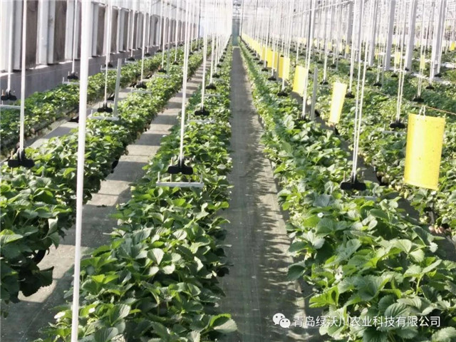 青岛市文旅大项目,青岛文旅创意项目