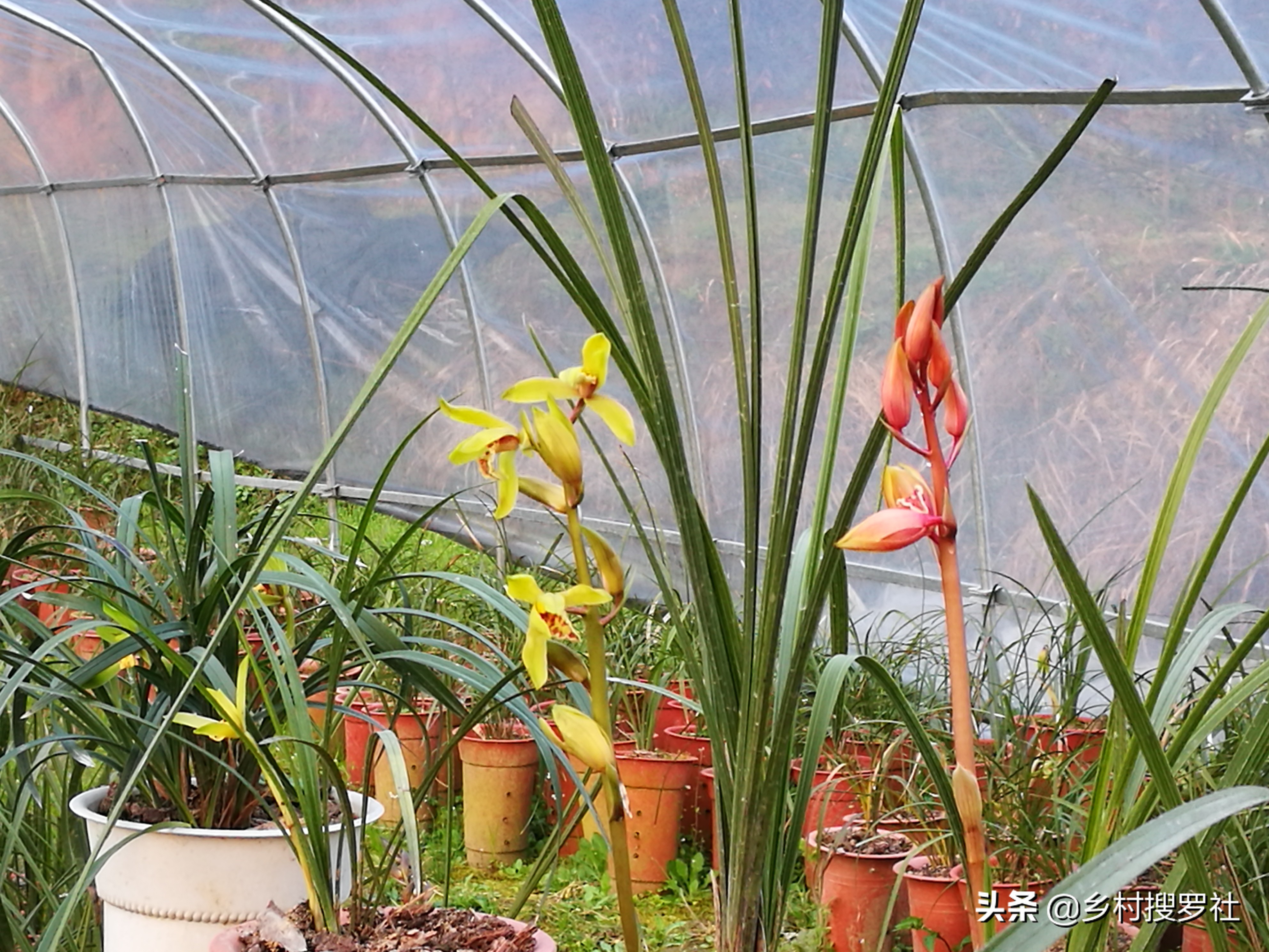 兰花如何栽培才长得好,兰花如何栽培才能长得茂盛