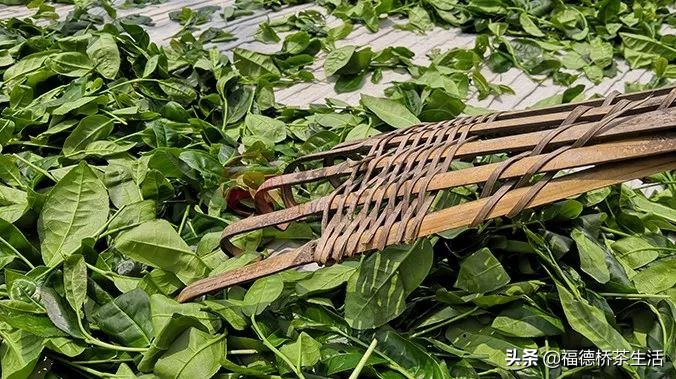 永春佛手茶叶传统工艺哪种好,永春佛手茶是红茶或是绿茶