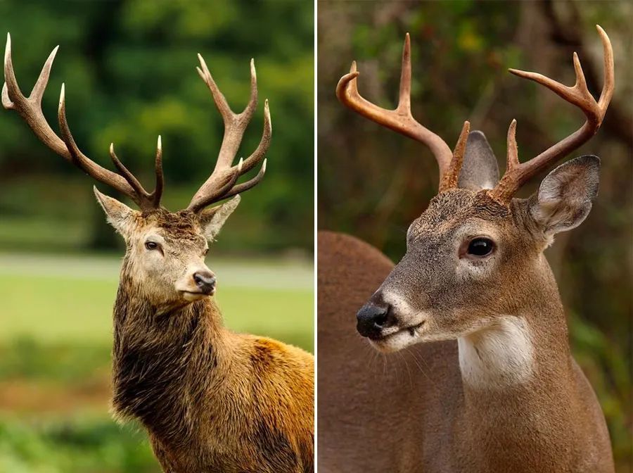 麋鹿儿童画威武霸气,八岁以上儿童画麋鹿