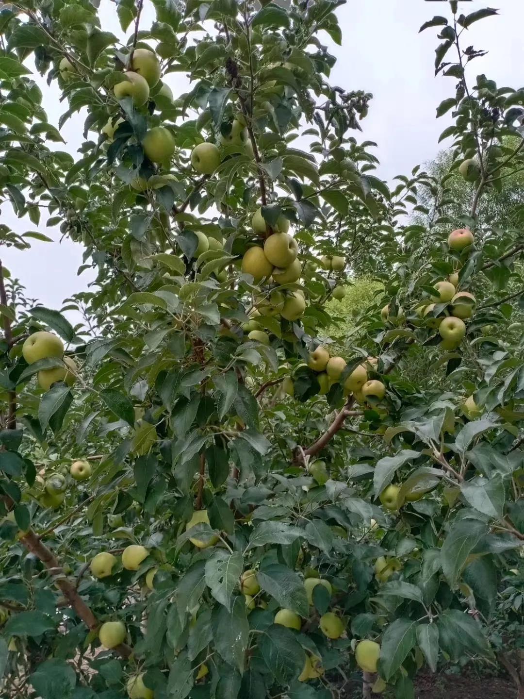 阜新市育才初级中学,阜新市育才中学教育学校
