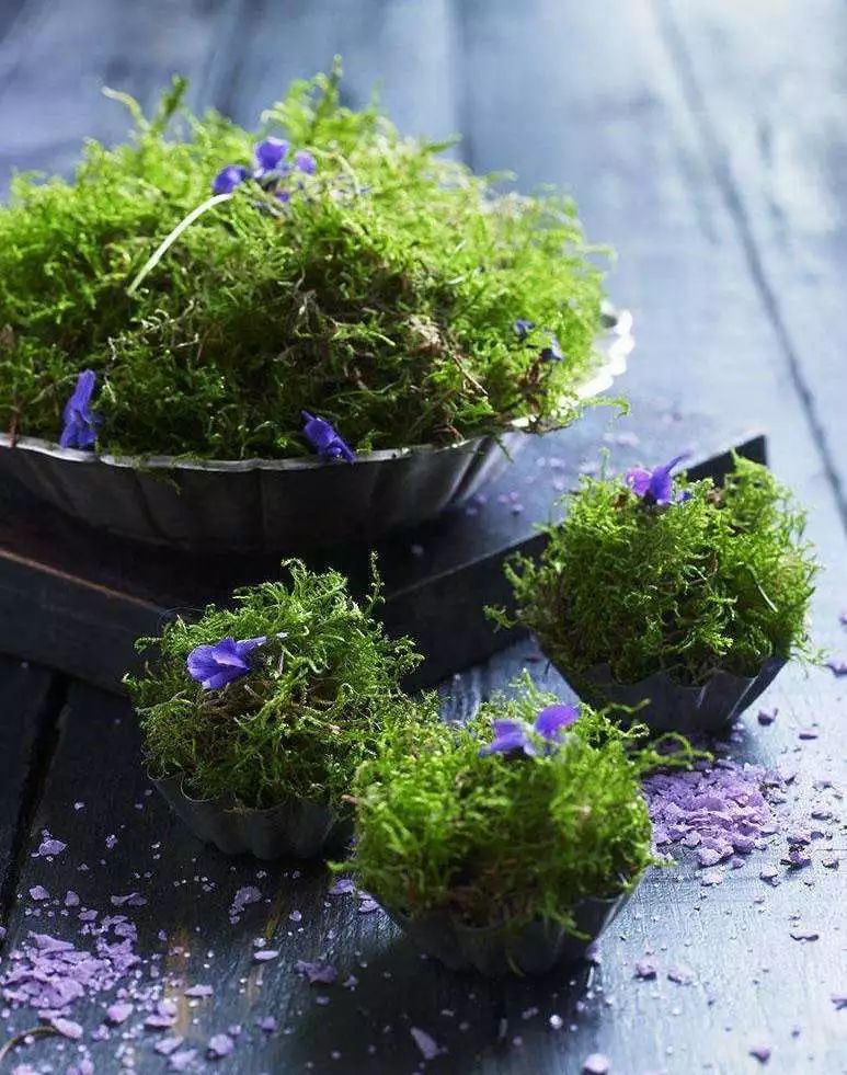 养植物养不活怎么回事,养植物养不活怎么照顾都没用