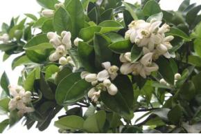 国庆大成都内二日游,国庆大假5天自驾游