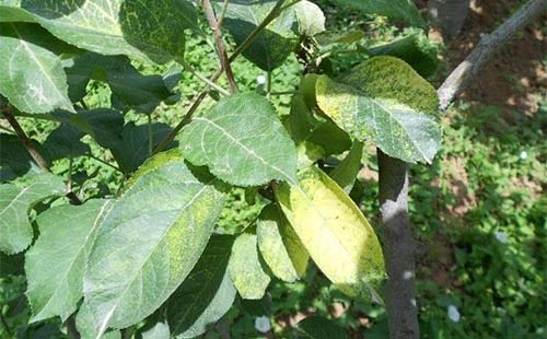 苹果病毒病预防,苹果病毒最佳防治方法