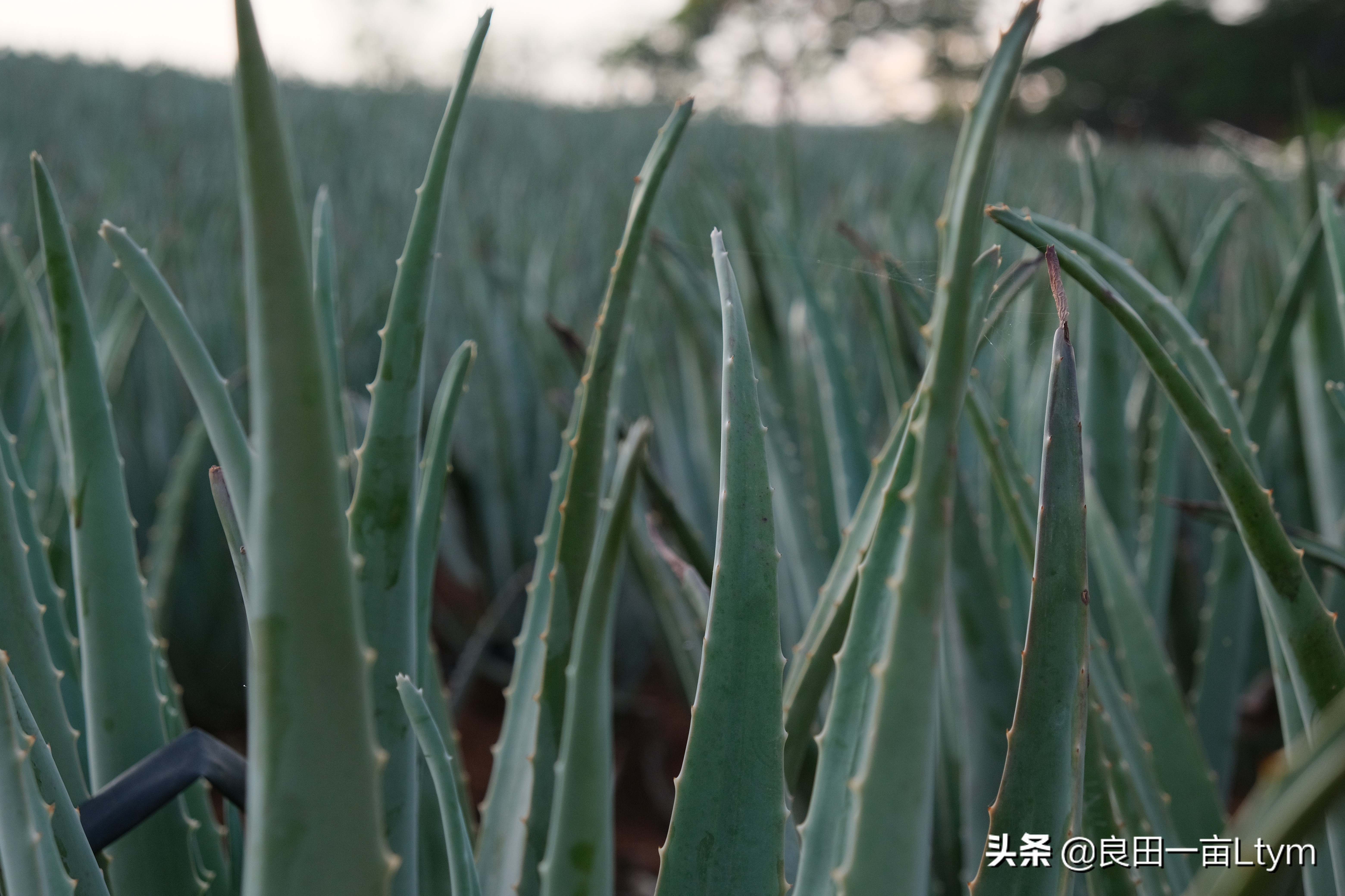 “活着的芦荟护肤品”，你来云南元江看一次芦荟海就够了