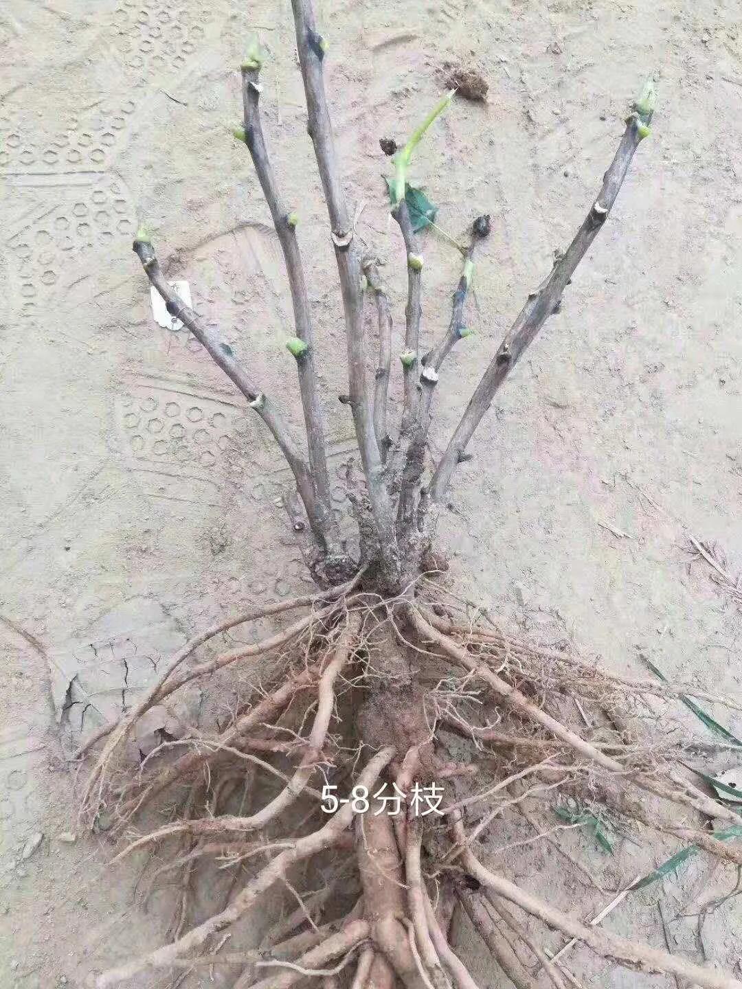 国色天香牡丹花雍容华贵,花中之王国色天香牡丹花