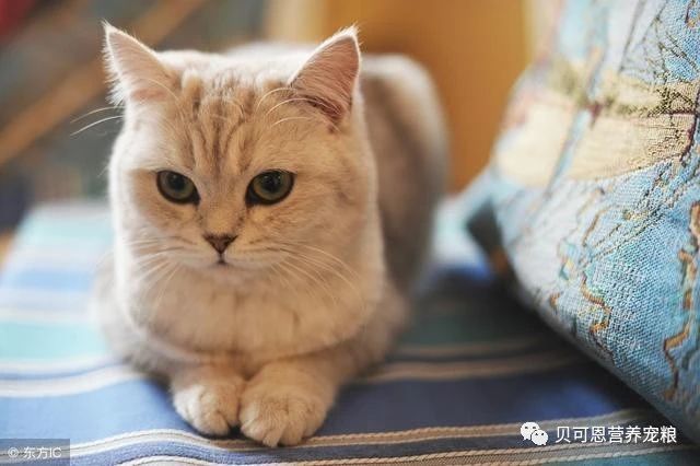 猫咪最常见的疾病,猫咪最常见的8类疾病