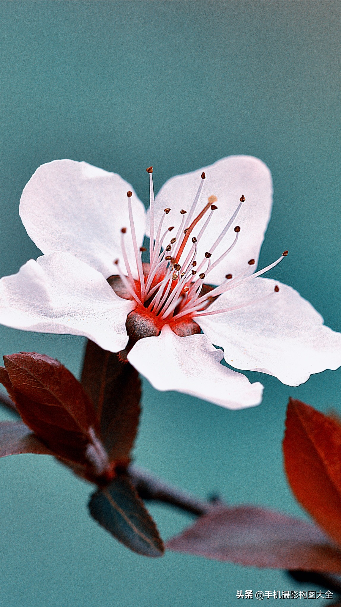 把你的相片做成动态图片,试试你的照片动漫效果
