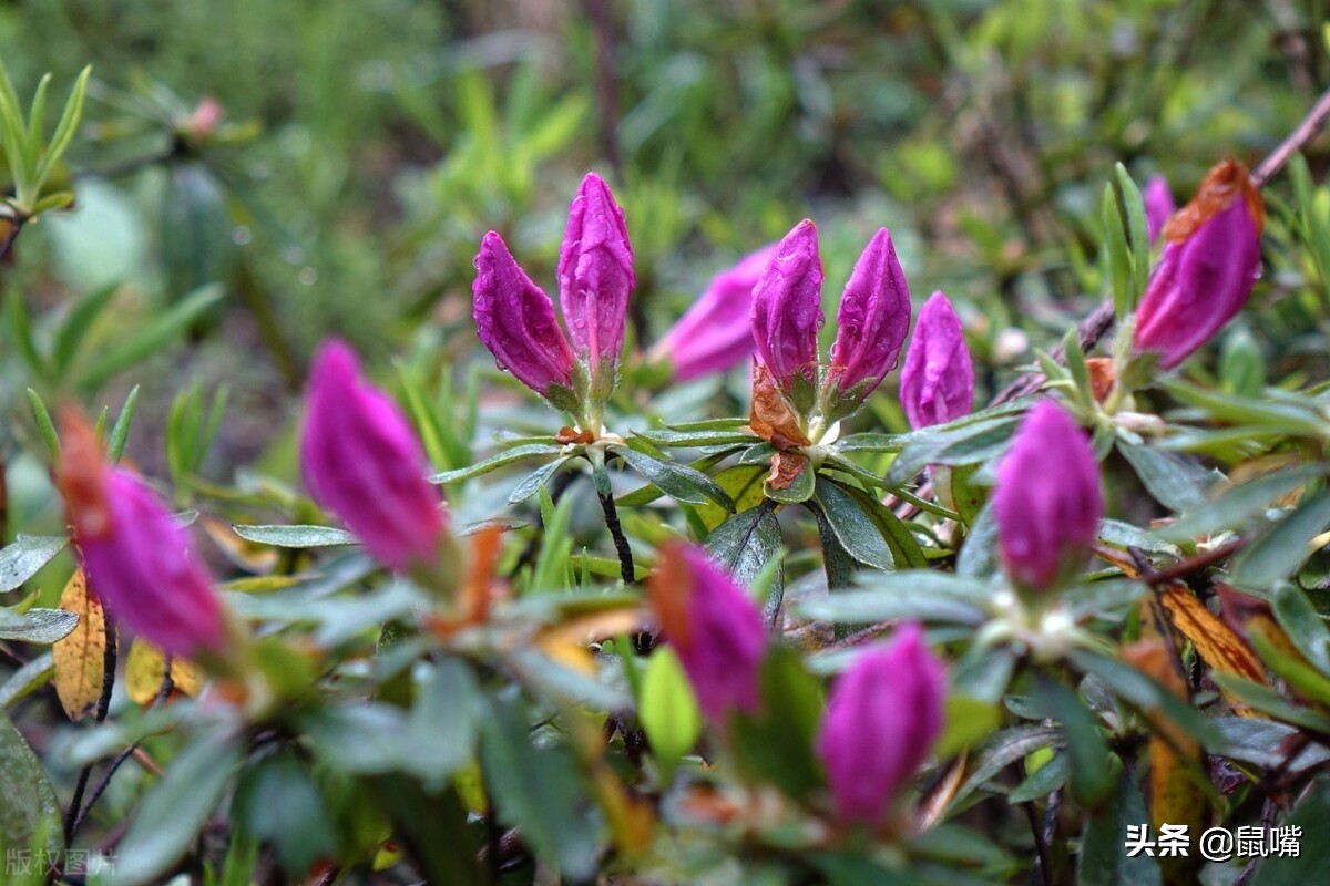 世说新语·咏雪译文,世说新语原文译文30篇