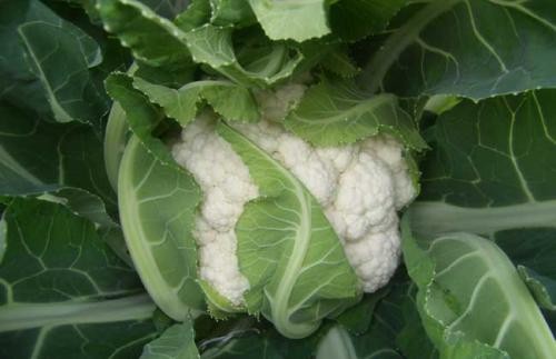 花菜的高产栽培技术,花菜种植技术教程视频