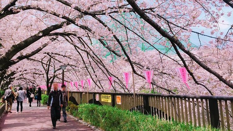 日本东京目黑川樱花,日本目黑川樱花美景