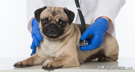 养一只哈巴犬的注意事项,养哈巴狗有什么优点和缺点