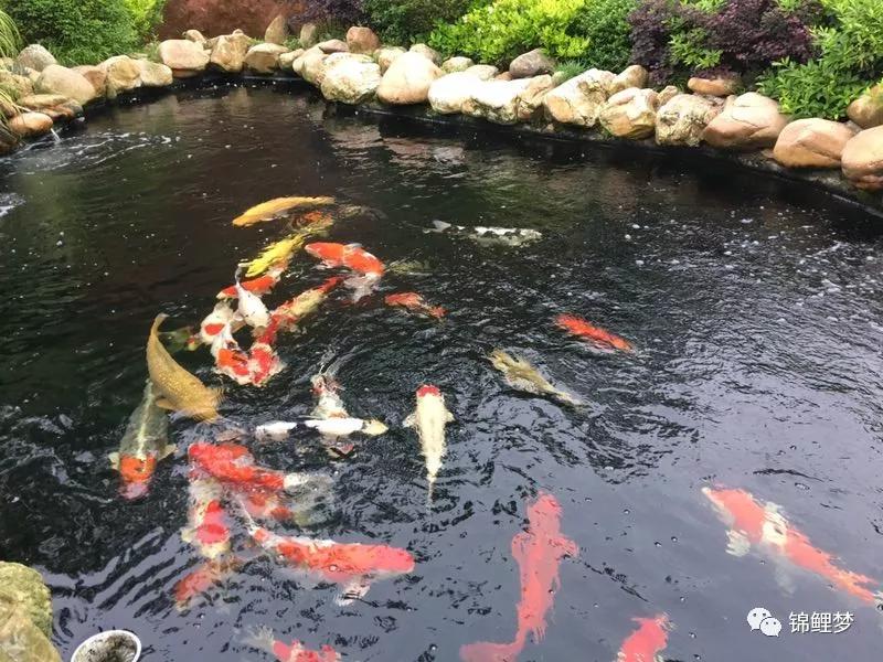 送给永欣鱼场微信群新手养锦鲤的9个要点