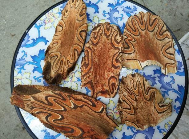 开山捡回一根“蛇纹木”，埋到老家菜地中，一查才知是珍贵龙骨风