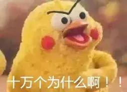 养仓第1步：如何挑选一只健康的仓鼠