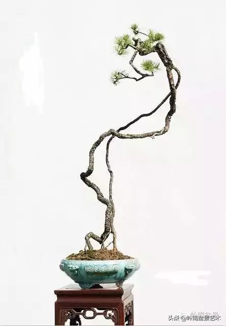 素仁格与文人树,你怎么看?