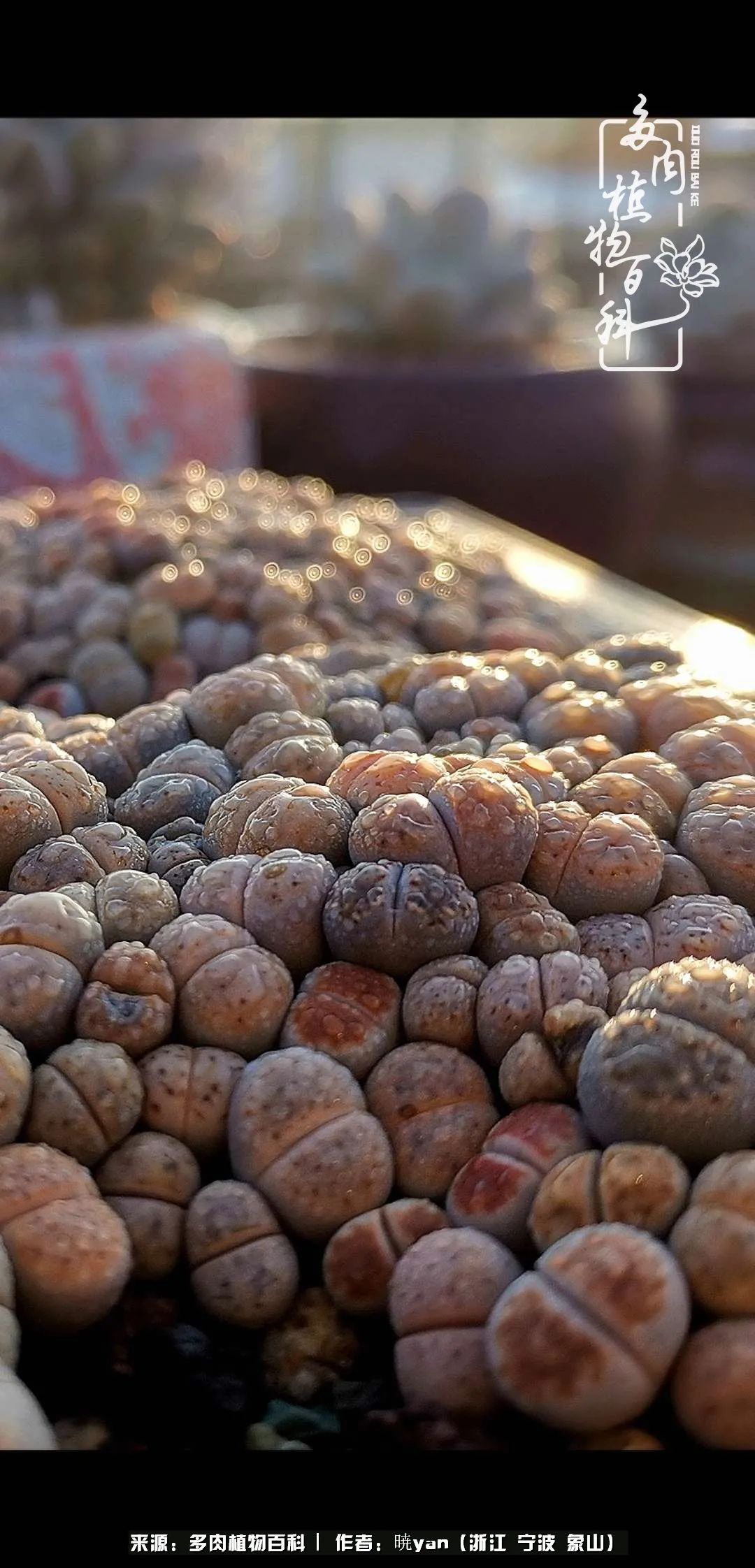 多肉初级入坑者,入坑多肉