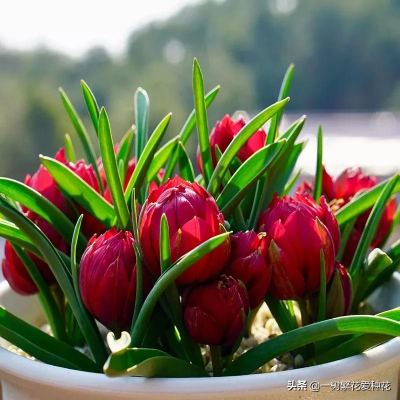 最毒的五种花不能在家里养,家里不能养的六种花会招来鬼