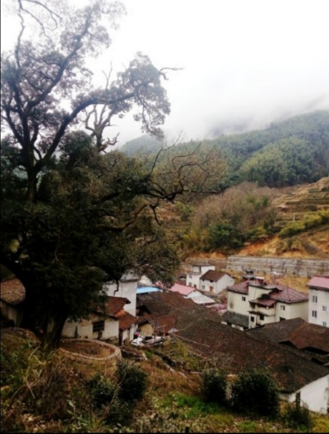 浙江传统村落:松阳李坑村,被美誉为生态旅游,绿色氧吧的村落