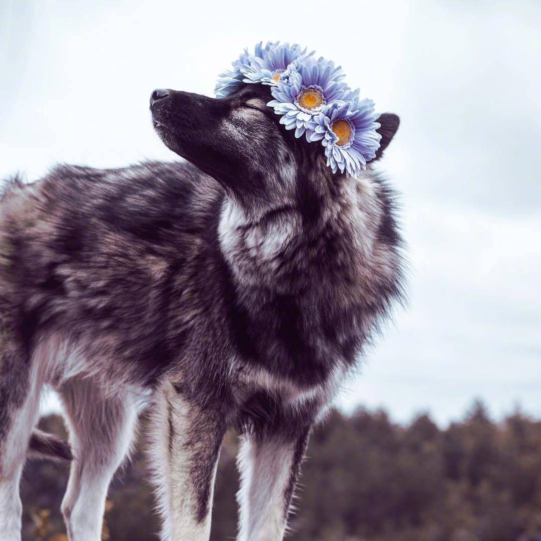 哈士奇狗狗的头绘画,金毛狗狗绘画图片