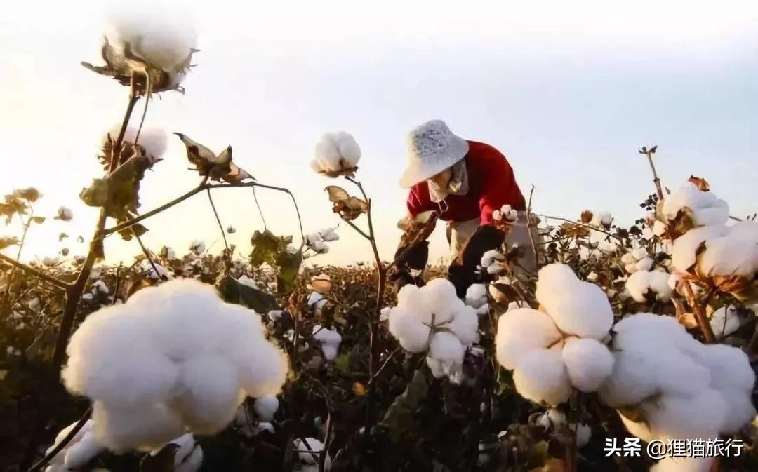 *疆新**玛纳斯县，一个有28万人口的富庶之地，还是重要的碧玉产地