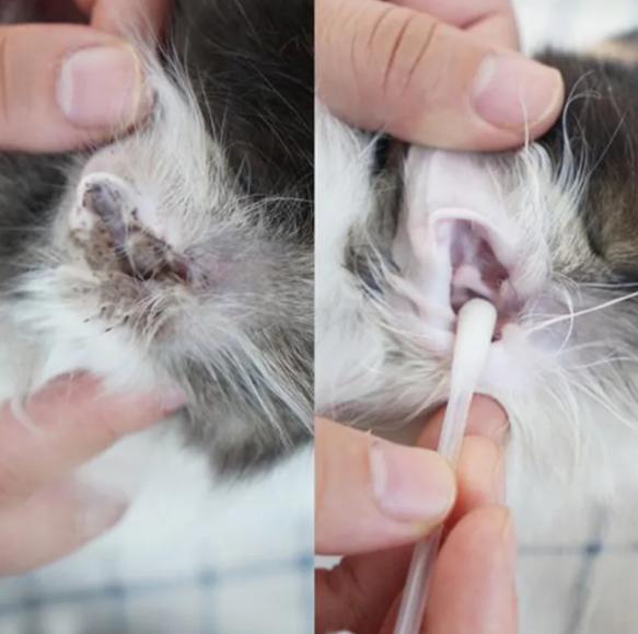 猫耳螨都把耳朵抓出血了怎么办,猫耳朵耳螨结块
