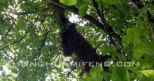 及时挽救散团的越冬蜂：张河勇