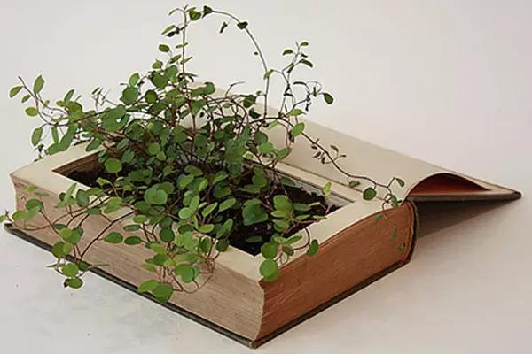 家里花瓶插花放点什么,创意养花花瓶