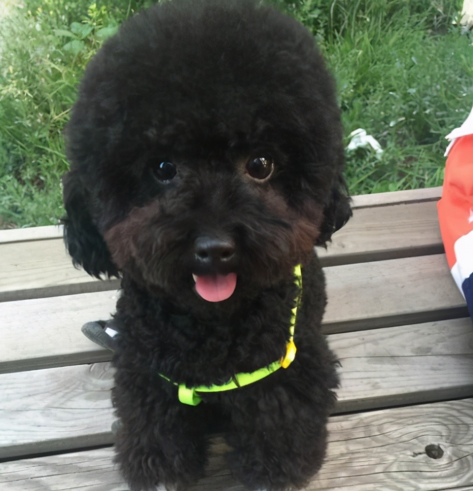 多种颜色香槟泰迪犬,泰迪犬什么颜色好看