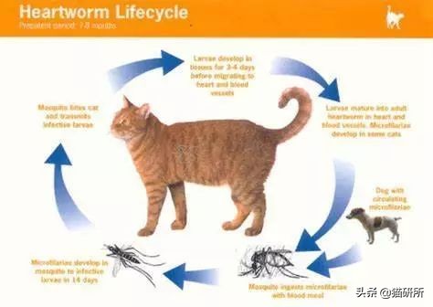 怀疑猫咪身上有虫怎么检查,怀疑猫咪中毒应做什么检查