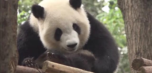 福来:哥哥太爱我了怎么办?