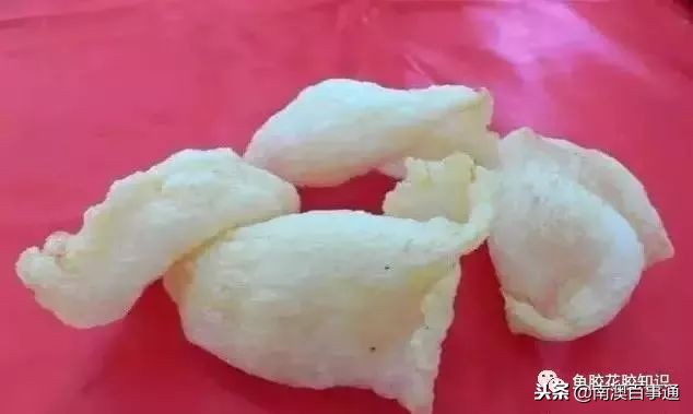 涨知识!鱼胶种类大全,不看亏大了!