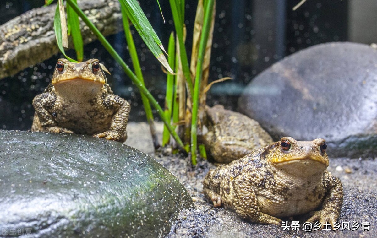 蟾蜍养殖技术到哪里学,蟾蜍养殖技术合作基地