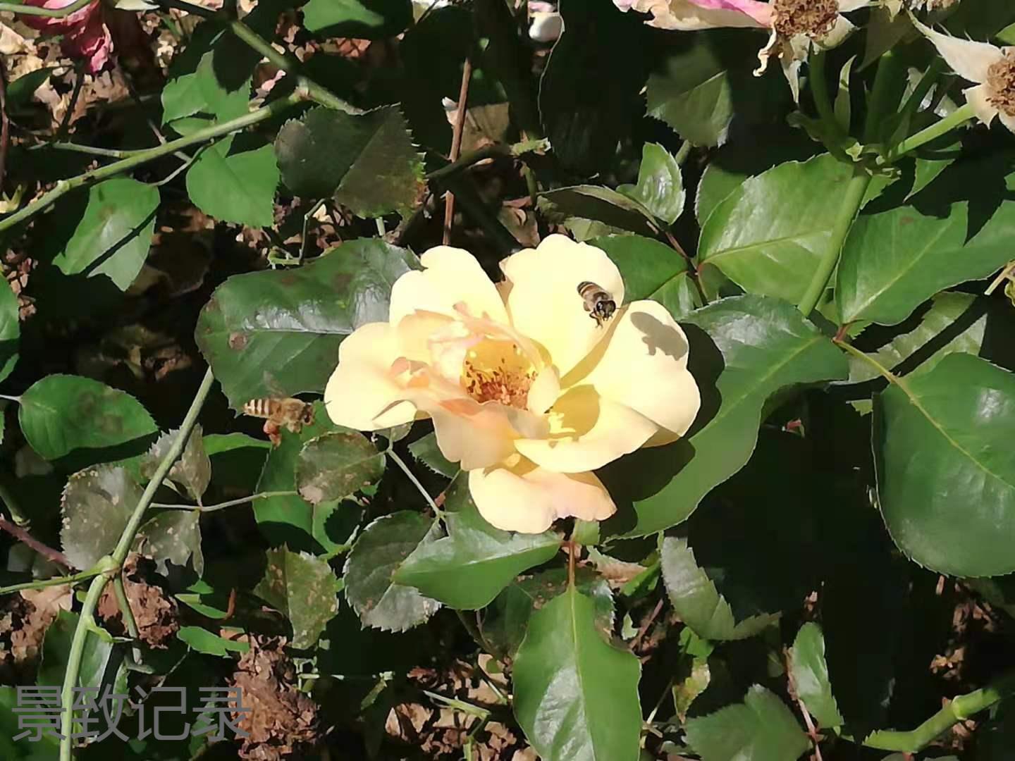 美丽的重庆南山植物园游玩记录,大足南山植物园有哪些植物